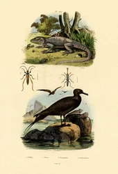 Grand labbe, 1833-39